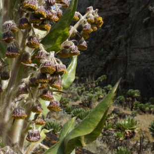 DENDROSENECIO ADNIVALIS